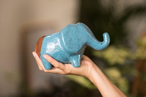 Hipó Vaso Planta Elefante Buda